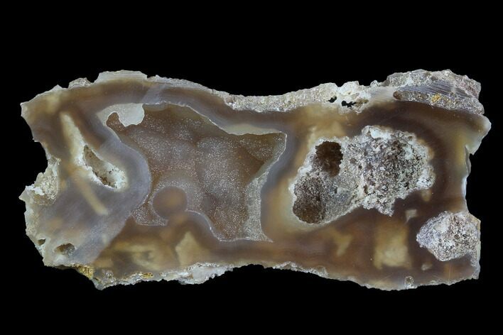 Agatized Fossil Coral With Druzy Quartz - Florida #97922